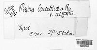 Lachnum mollissimum image